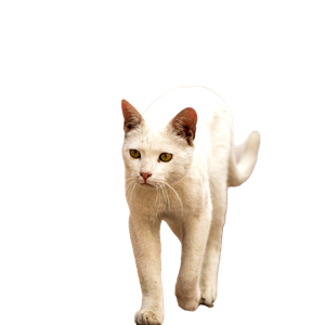 Related cat image: Portrait Of A White Cat Walking On A Sidewalk, Showcasing Urban Pet Life. 16834